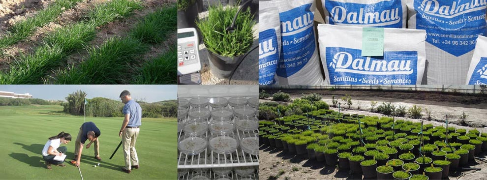 collage-tests-em-grass-seeds-dalmau
