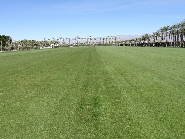 cancha-de-polo-con-lolium-multiflorum-gamechanger-1