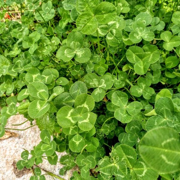 trifolium-repens-o-trebol-blanco-detalle-hoja