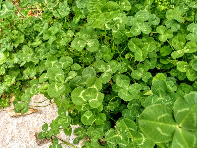 trifolium-repens-o-trebol-blanco-detalle-hoja