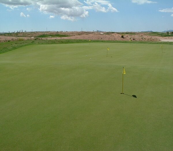 agrostis-stolonifera-tye-en-campo-de-golf