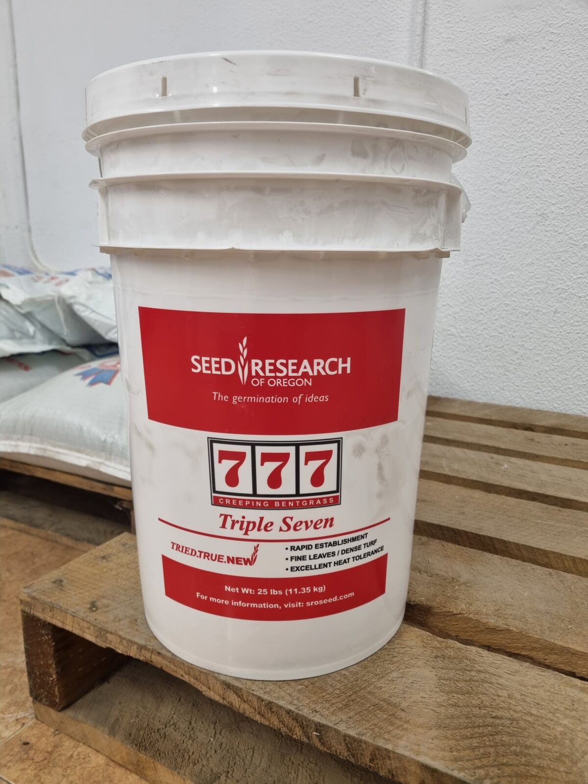 Agrostis stolonifera 777 - Imagen 2