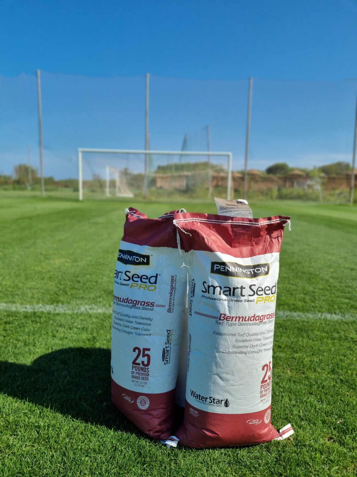 Semillas De Césped CYNODON DACTYLON Mascarell - 100 Gr, Resistente Al Calor, Sequía Y Pisoteo, Para Jardines