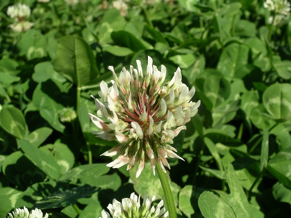 flor-trebol-blanco-trifolium-repens