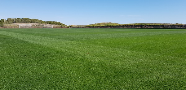 Lolium perenne, características y mantenimiento del raygrass inglés