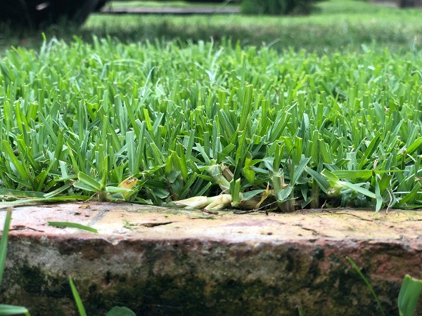 Pennisetum clandestinum (kikuyu o grama gruesa), resistencia y mínimo mantenimiento
