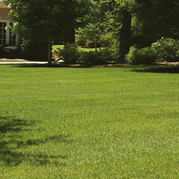 jardin-de-zoysia-japonica-zenith
