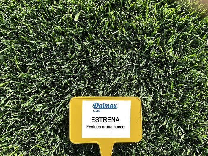 festuca-arundinacea-estrena