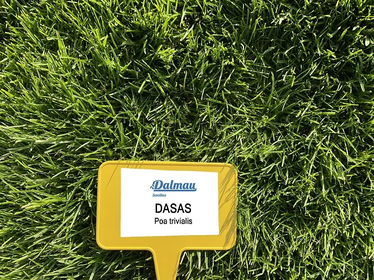 poa_trivialis_dasas