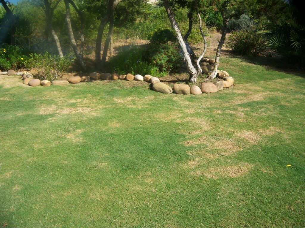 sintomas-cesped-enfermo