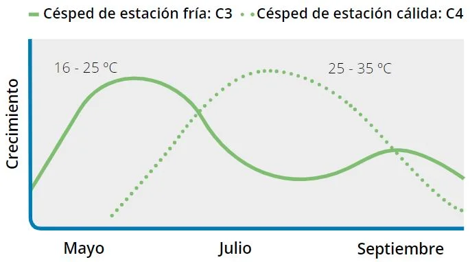 cuadro-comparativo-crecimiento-variedades-cesped-c3-y-c4