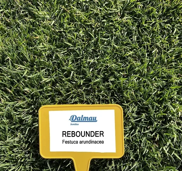 festuca_arundinacea_rebounder