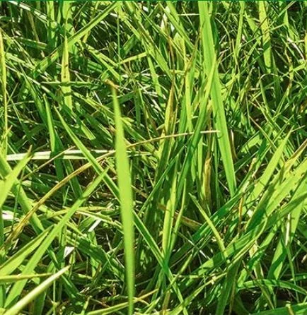 festuca arundinacea rebounder