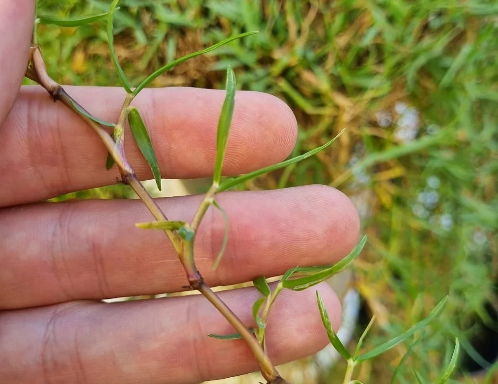 detalle-hoja-paspalum-vaginatum-2