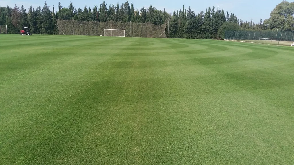 lolium-perenne-en-campo-de-futbol
