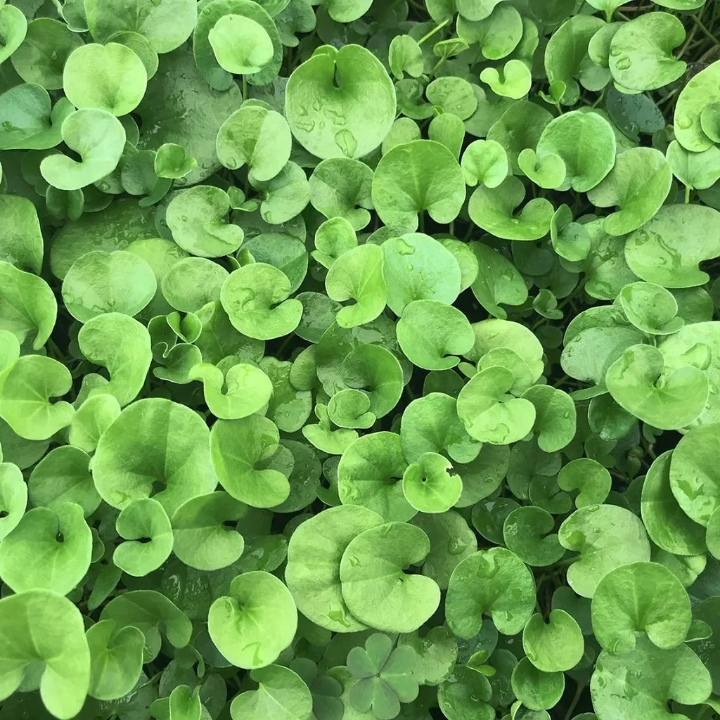 imagen-cercana-dichondra-repens