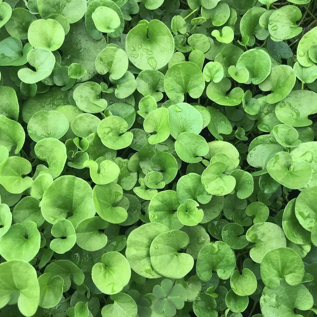 Dichondra repens