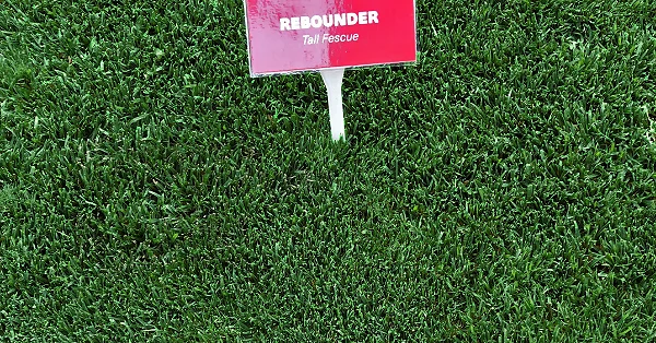 festuca-arundinacea-rebounder
