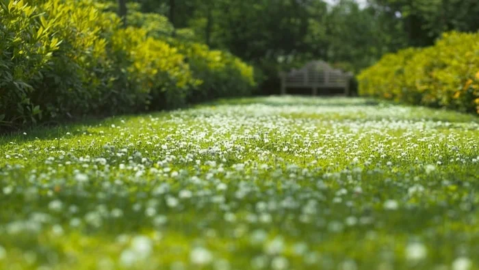 Trifolium repens (trébol blanco) para un jardín tupido