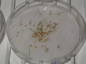 Semillas germinando en placa petri