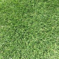 lolium-perenne-ct7-en-futbol