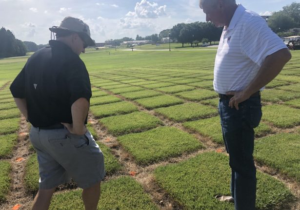 Estrena 1. redimensionné production-festuca-arundinacea-estrena-1