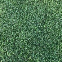 produccion-festuca-arundinacea-estrena-2