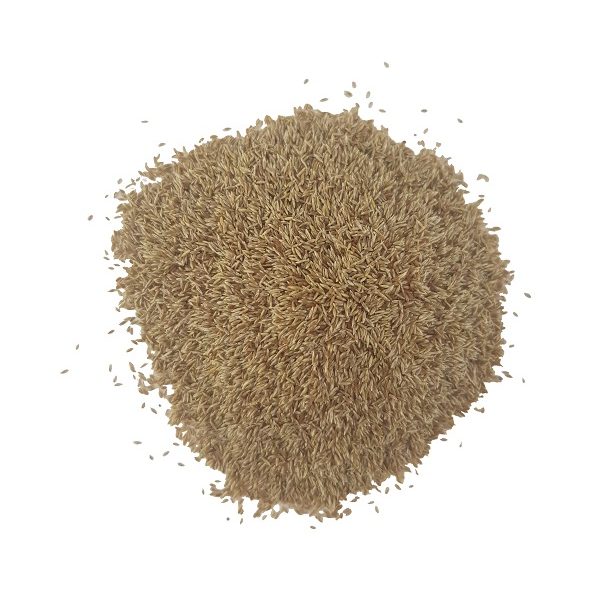 Detalle de semilla de agrostis stolonifera detalle-semilla-agrostis-stolonifera-tyee