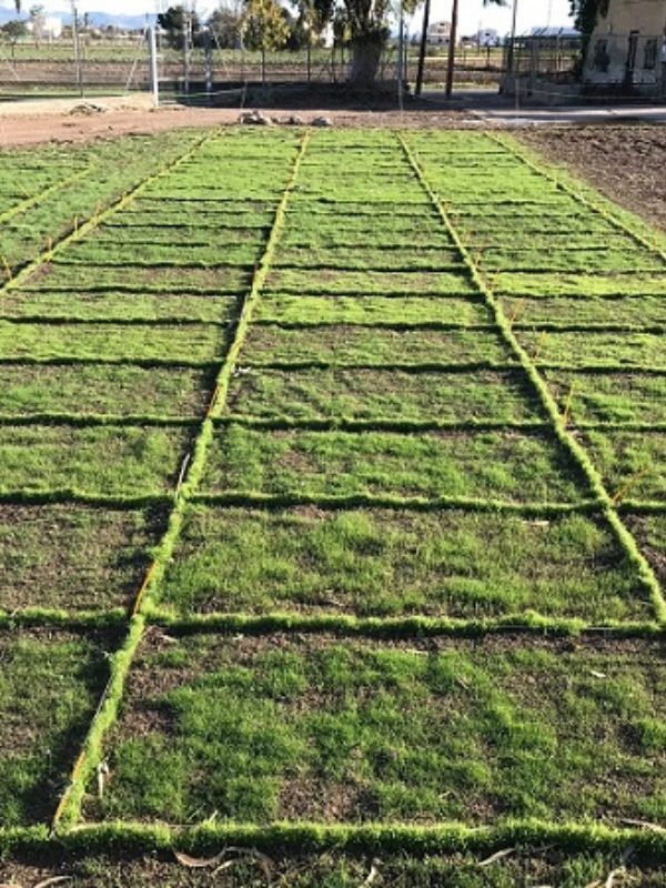 tests lawn varieties UPV tests-varieties-grass-UPV