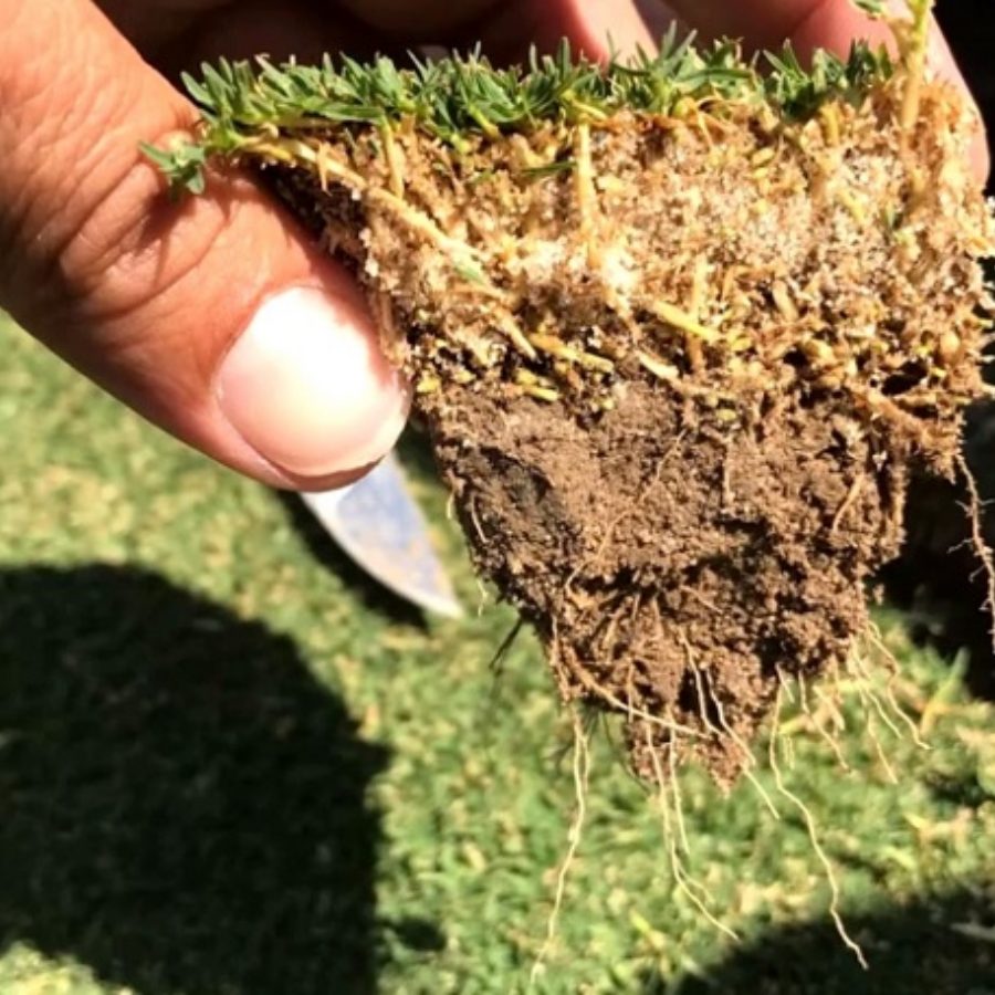 grass root cutting-root-grass